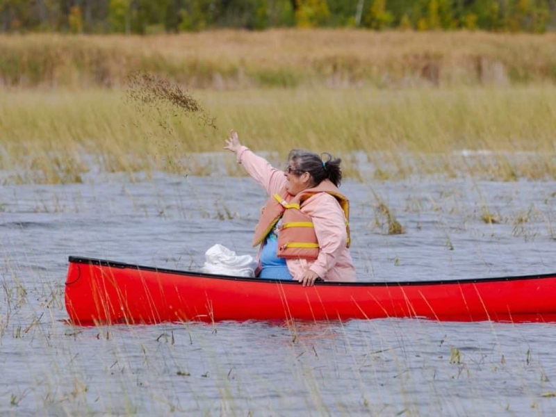 A person in a red canoe throws wild rice seeds into a lake.