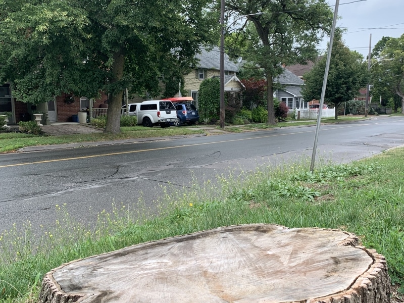 Photo shows the stump of a tree on Burnham Street in East City that came down in the May 21 derecho storm that struck Peterborough.